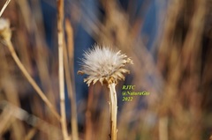 Symphyotrichum moranense