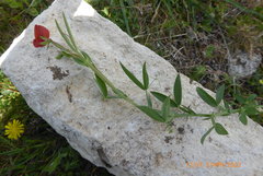 Lathyrus cicera