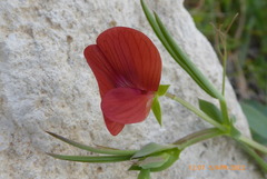 Lathyrus cicera