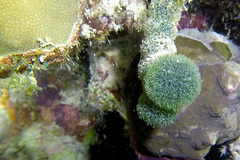 Tydemania expeditionis