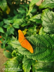 Dryas