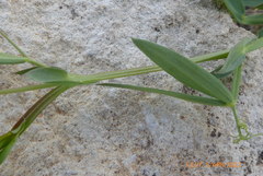 Lathyrus cicera