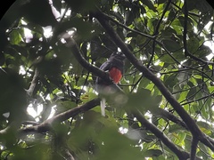 Trogon bairdii