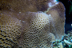 Gardineroseris planulata