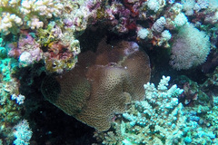 Gardineroseris planulata