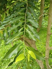 Putranjiva formosana