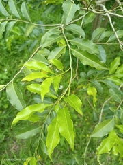 Putranjiva formosana