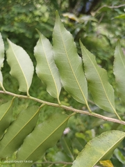 Putranjiva formosana