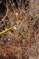 Symphyotrichum moranense