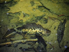 Triturus cristatus