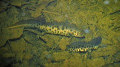 Lissotriton vulgaris