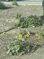 Verbesina encelioides