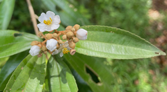 Miconia xalapensis image