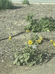 Verbesina encelioides