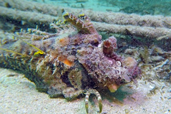 Inimicus filamentosus