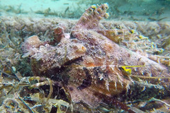 Inimicus filamentosus