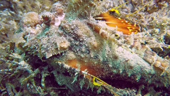 Inimicus filamentosus