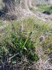 Ptilotus semilanatus