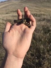 Pituophis catenifer sayi
