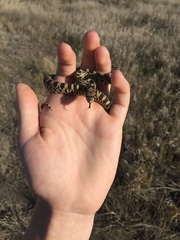 Pituophis catenifer sayi