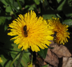 Andrena taraxaci