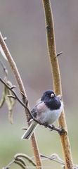 Junco hyemalis