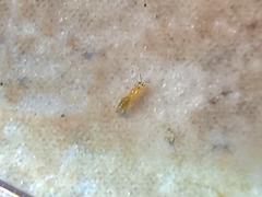 Thripinae