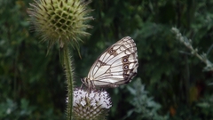 Melanargia meridionalis