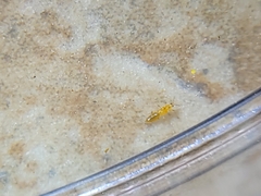 Thripinae
