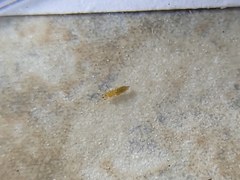Thripinae