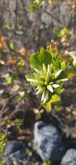 Nahuatlea arborescens
