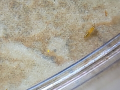 Thripinae