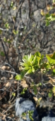 Nahuatlea arborescens