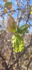 Nahuatlea arborescens