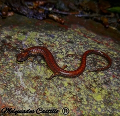 Oedipina parvipes