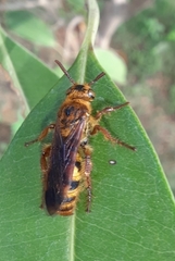 Phalerimeris madurensis