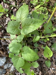 Thaspium trifoliatum trifoliatum