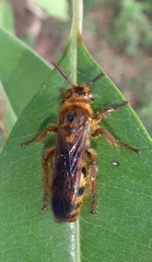 Phalerimeris madurensis