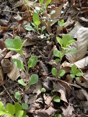 Phlox stolonifera