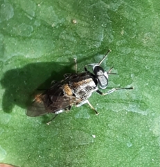 Adoxomyia