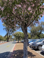 Dais cotinifolia