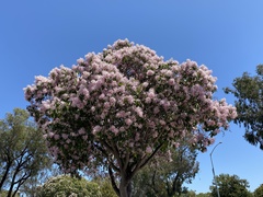 Dais cotinifolia