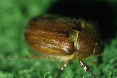 Holochelus