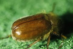 Holochelus