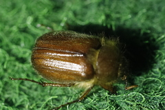 Holochelus