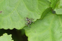 Colyttus