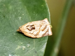 Adoxophyes privatana