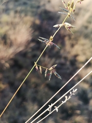 Eragrostis racemosa