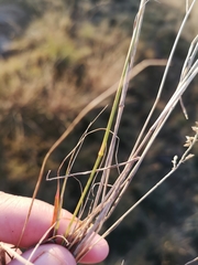 Eragrostis racemosa
