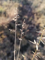 Eragrostis racemosa